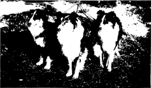 MESSRS NEJLL AND RENNIE'S TRI-COLOUR TEAM, PRINCESS WISHAW,  HERMOSA, AND LADY WISHAW,  Winners of the Brace and Team Classes at the Dunedin Fanciers' Club's Show. (Otago Witness, 12 August 1903)