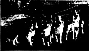 SOME REPRESENTATIVE DOGS OP QUALITY PROM MESSRS NEILL AND  ;RENNIE'S ROSLYN COLLIE KENNELS. -• ■- •  (Photoa by H. Robertson.) (Otago Witness, 12 August 1903)