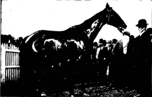 AWAHURI, BY KAIWAKA—MUTE, WINNER OF THE NEW ZEALAND GRAND NATIONAL STEEPLECHASE. (Owner, Mr G. P. Donnelly, Hawke'e Bay.) (Otago Witness, 19 August 1903)