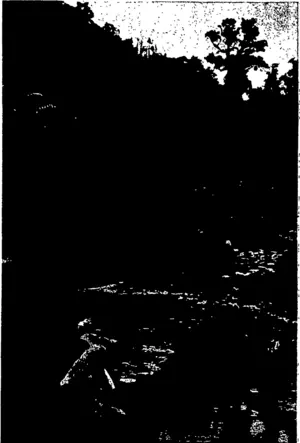 DRIVING SHEEP ACROSS THE TEKOROA RIVER, NORTH AUCKLAND. (Otago Witness, 02 September 1903)