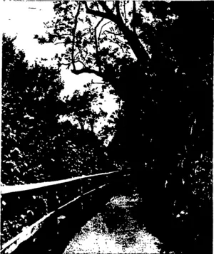 A PICTURESQUE TRACK THROUGH THE DUNEDIN TOWN BELT AT NEVADA. (Otago Witness, 02 September 1903)