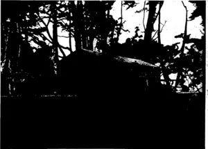 ROBERT LOUIS STEVENSON'S TOMB ON THE SUMMIT OP VAEA MOUNTAIN, SAMOA. (Otago Witness, 02 September 1903)