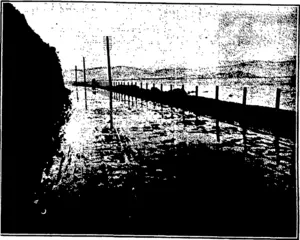A RECENT PICTURE ON THE HUTT BOAD, WELLINGTON.  (I». Goodger, photo.; (Otago Witness, 02 September 1903)