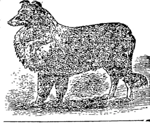 Untitled Illustration (Otago Witness, 28 October 1903)