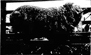 CHAMPION MERINO (.FINE COMBING). (Bred by Mr C. B. Grubb, Victoria; exhibited by Mr S. Rutherford.) (Otago Witness, 04 November 1903)