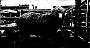CHAMPION MERINO EWE (STRONG COMBING). (Mr F. H. Smith, exhibitor.) (Otago Witness, 04 November 1903)