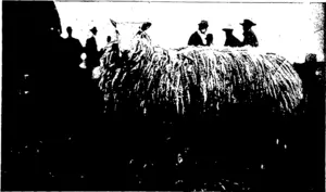 CHAMPION SHROPSHIRE RAM, TOM THUMB (IMP.).  R. Parry, exhibitor.)  CHAMPION BORDER LEICESTER EWE. (Exhibited by Messrs N. M. Orbell and Co.) (Otago Witness, 04 November 1903)