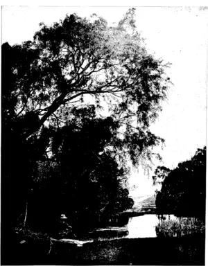 NEATH THE SHADE OF THE WILLOWS ': A LAKE SCb.NE AT ELDERSLIE, NEAR OAMARU.  —Hicks, photo. (Otago Witness, 04 November 1903)