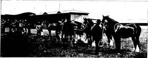 A FIXE RING OP TWO-YEAR-OLD CLYDESDALE FILLIES (Otago Witness, 18 November 1903)