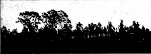 THE FIELD STARTING FOR THE NEW ZEALAND CUP. Canteen, the winner, is seen on the outside o.i the left. (Otago Witness, 18 November 1903)