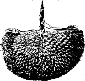 Untitled Illustration (Otago Witness, 25 November 1903)