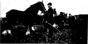 Untitled Illustration (Otago Witness, 25 November 1903)