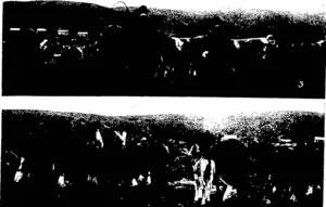 X) Judging the four-year-old Draught Mares; (2) Judging the Boya' Ponies; (3) Judges at work among the Yearling Shorthorn Heifers; (4) Awaiting their turn in the Show Ring; (5) Mr James Blair's Champion Shorthorn Bull. (Otago Witness, 25 November 1903)