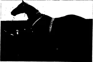 Untitled Illustration (Otago Witness, 25 November 1903)