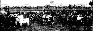 PARADE OF PRIZE STOCK, SHOWING FIRST PRIZE WINNERS IN AYRSHIRES AND JERSEYS  {1) Mr W. Cowan's Ayrshire Cow, Ada 11, Champion in the Yard; (2) Mr Freeman's Thoroughbred Stallion, Dirk Hammerhand, by Carlyon—Lady Doris, First and Champion; also Champion at the Royal Agricultural Show,  Victoria, and winner of Victorian Government Medal, value 60 guineas, in 1902 and 1903, for best thoroughbred stallion suitable for remounts; (3) Mr Ja3. Frew's Ayrshire Bull, Lord Raglan, Champion in the Yard; (4) Mr S.  Kutherford's Champion Merino Ewe and Lamb; (5) Judging the two-year-old Draught Fillies; (6) ICew Zealand Government Ayrshire Bull, Holdfast of Nethercraig. (Otago Witness, 25 November 1903)