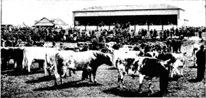 PARADE OF PRIZE STOCK, SHOEING FIRST PRIZE WINNERS IN. THE SHORTHORN SECTIONS (Otago Witness, 25 November 1903)