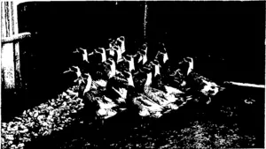 INDIAN RUNNER DUCKS AT MRS ROBERTS'S POULTRY FARM, BEAUMARIS,  HOBART. (Otago Witness, 25 November 1903)