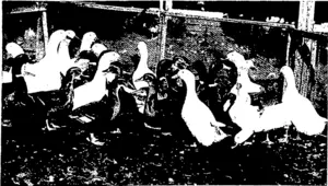 AYLESBUBY AND ROUEN DUCKS AT MRS ROBERTS'S POULTRY FARM, BEAUMARIS, HOBART. (Otago Witness, 25 November 1903)