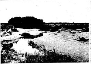 ON THE HINDS RIVER, ASHBURTON. (Otago Witness, 23 December 1903)