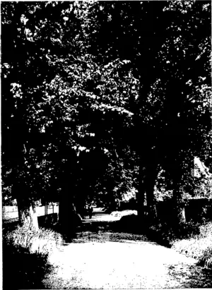 IN LEAFY SHADE: THE AVENUE OF TREES NEAR THE MUSEUM, CHRISTCHURCH. (Photo* by Hicki.) (Otago Witness, 30 December 1903)