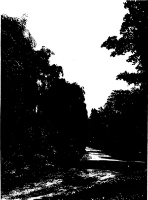 Photos by Hicks.) A SHADY WALK IN THE DOMAIN, CHRISTCHURCH. (Otago Witness, 30 December 1903)