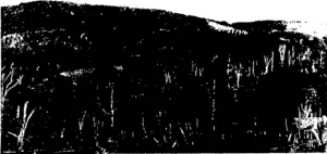 A BUSH SCENE, AHURIRI FLAT. (Photos by G«o. T. Randall.) (Otago Witness, 30 December 1903)