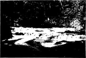 PALLS ON THE CATLINS BIVEB. (Otago Witness, 30 December 1903)