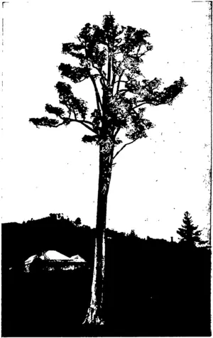 HISTORICAL LANDMARK AT KAEO, NORTH AUCKLAND.  In the earlier days of the colony the ship Boyd came to grief in Whangaroa Harbour, situated some five miles from Kaeo. It was at the foot of thia tree at Kaeo that the crew of the Boyd were killed by the Maoris. (Otago Witness, 30 December 1903)
