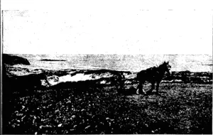 feuy, photo. ROLLING THE GROUND AFTER PLOUGHING: AN AGRICULTURAL SCENE AT TOMAHAWK. (Otago Witness, 30 December 1903)