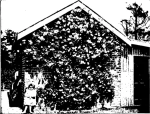 A SOUTHLAND ROSE TREE IN FULL BLOOM.  This beautiful "L» Marque" is «een in full flower at Mr James Galfs Craigthorne property ai Wailriwi, Southland The photo is by Mr J. W. Fowler, West Plains. (Otago Witness, 30 December 1903)