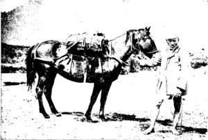 OLD POISON AND HIS PACK HOKS*; (Otago Witness, 27 April 1904)