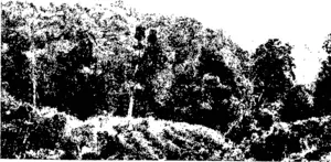 THE SORT OF COUNTRY OVER WHICH THE HUIA-RAU TRAIL GOES —Mr Robt. Leckie, photo. (Otago Witness, 27 April 1904)