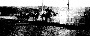 THE FINISH OF THE FORBURY HANDICAP. (Otago Witness, 27 April 1904)