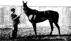 FLOWER O' CLTJTHA, THE WINNER OP THE FORBURY AND FLYING  HANDICAPS. (Otago Witness, 27 April 1904)