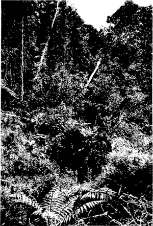 A FOREST TANGLE, LEE BAY, STEWART ISLAND. (Otago Witness, 04 May 1904)