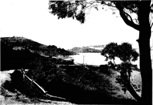 A VIEW FROM ABOVE SAWYER'S BAY, LOOKING TOWARDS PORT CHALMERS (Otago Witness, 04 May 1904)