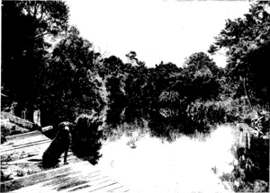 H. Morris, photo. A HOT DAY DOWN AT THE OLD DAM, WOODHAUGH GARDENS. (Otago Witness, 04 May 1904)