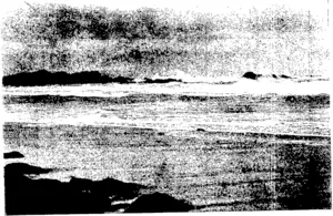 VIEW OF BIRD ISLAND, TOMAHAWK BEACH (Otago Witness, 04 May 1904)