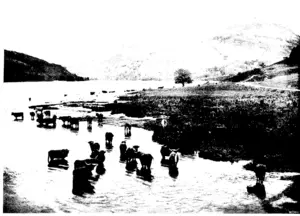 Y. Reid photo LOCH LUBXAIG CALLANDER, SCOTLAND (Otago Witness, 13 May 1908)