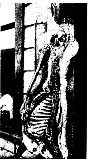 Untitled Illustration (Otago Witness, 13 May 1908)