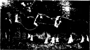 SOME OF MR BRAY'S PRIZE-WINNERS, CRICKLEWOOD.  ir'roin the left—First prize dry maie and cliam, wn nine first prize two-year-old, and  first prize yearling (Otago Witness, 27 May 1908)