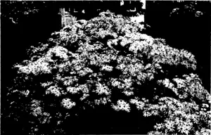 A. SPLENDID SHOW OF CINERARIAS IX THE DUNEDIN WINTER GARDENS.  (Photos by Guy.) (Otago Witness, 02 September 1908)