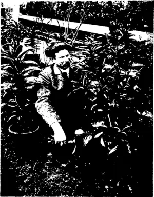 A SNAPSHOT IN THE DUNEDIN WINTER GARDENS.  Mr Tannock, superintendent of reserves, attending to a young orange tree. This tree shows six oranges. (Otago Witness, 02 September 1908)