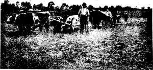 PLOUGHING IN THE BACK-BLOCKS: SCENE AT OHAKUNE, KING COUNTRY, NORTH ISLAND. —Tibbutt, photo. (Otago Witness, 11 November 1908)