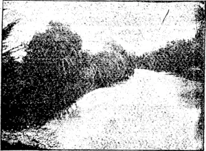 A View in the Domain. (Ashburton Guardian, 03 October 1896)