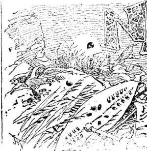 Untitled Illustration (Ashburton Guardian, 20 October 1899)