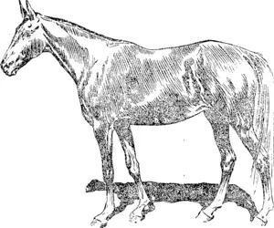 PERDITA 11. The founder of His Majesty's racing fortunes. In 1900 the King, as Prince of Wales, won nine races valued at nearly £29,500. (Auckland Star, 19 April 1902)