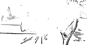 Untitled Illustration (Clutha Leader, 30 November 1900)
