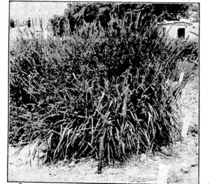Plant of Phalaris tuberosa grown at Canterbury Agricultural College, Lincoln. (Ellesmere Guardian, 04 July 1941)