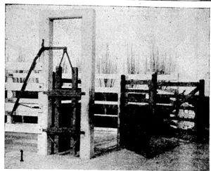 Cattle Crush and Pen at Dairy, Lincoln College. (Ellesmere Guardian, 31 August 1945)